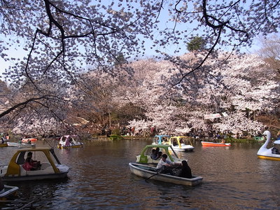 井の頭公園の満開の桜